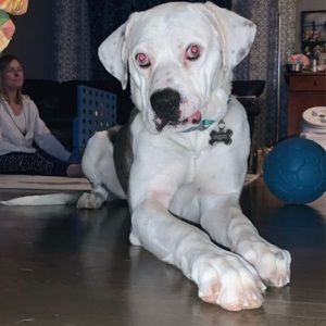 Meet your Posher, Dana